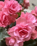 31st May 2024 - Rose Begonia