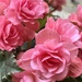 Rose Begonia