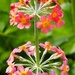 Candelabra Primrose by fishers