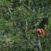 Northern Cardinal 