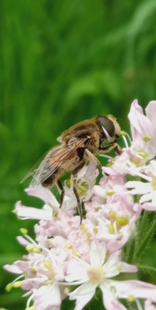 Hover Fly posing  by 365projectorgjoworboys