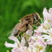 Hover Fly posing  by 365projectorgjoworboys