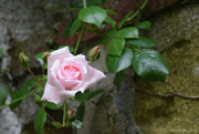 1st Jun 2024 - pale pink rose