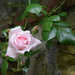 pale pink rose by parisouailleurs
