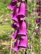 3rd Jun 2024 - Foxglove