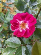 3rd Jun 2024 - First rose opened in the garden 