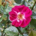 First rose opened in the garden 