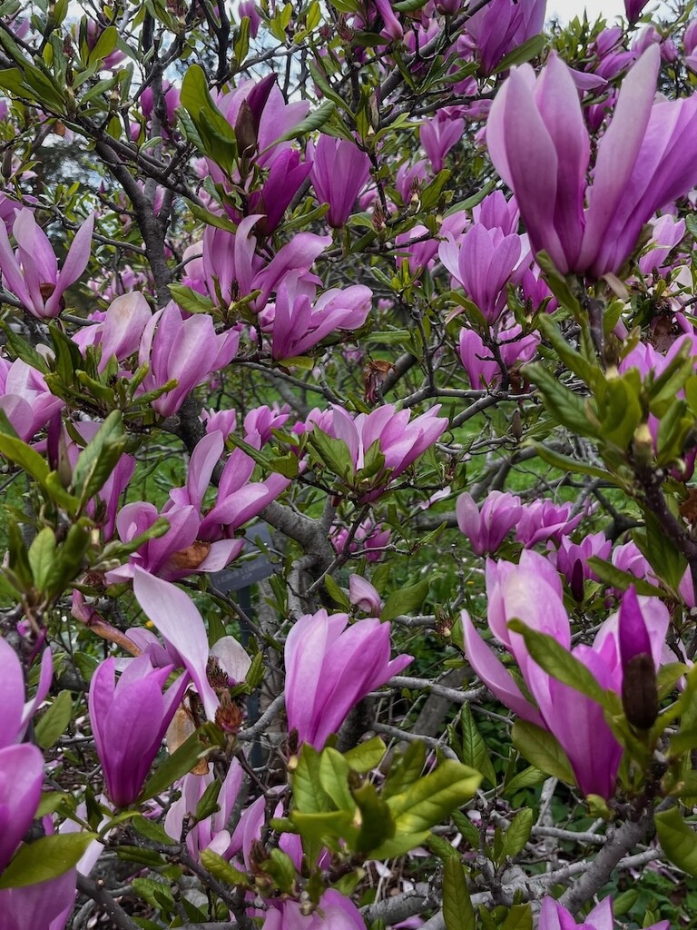 Magnolia by sunnygreenwood