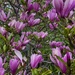 Magnolia by sunnygreenwood