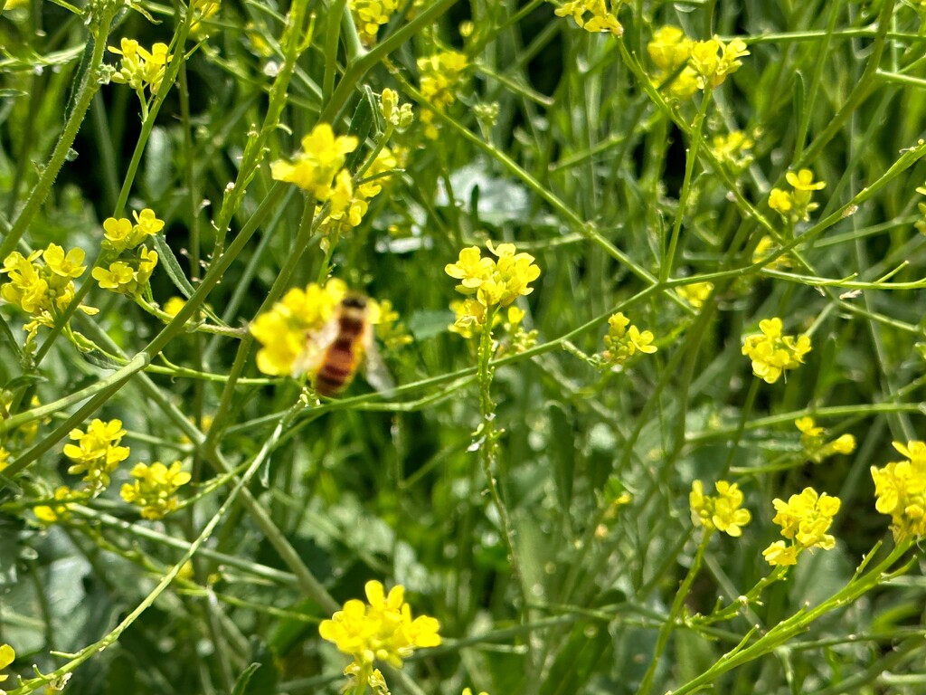 Bee in the Meadow by shutterbug49