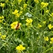 Bee in the Meadow