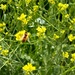 Bee in the Meadow by shutterbug49