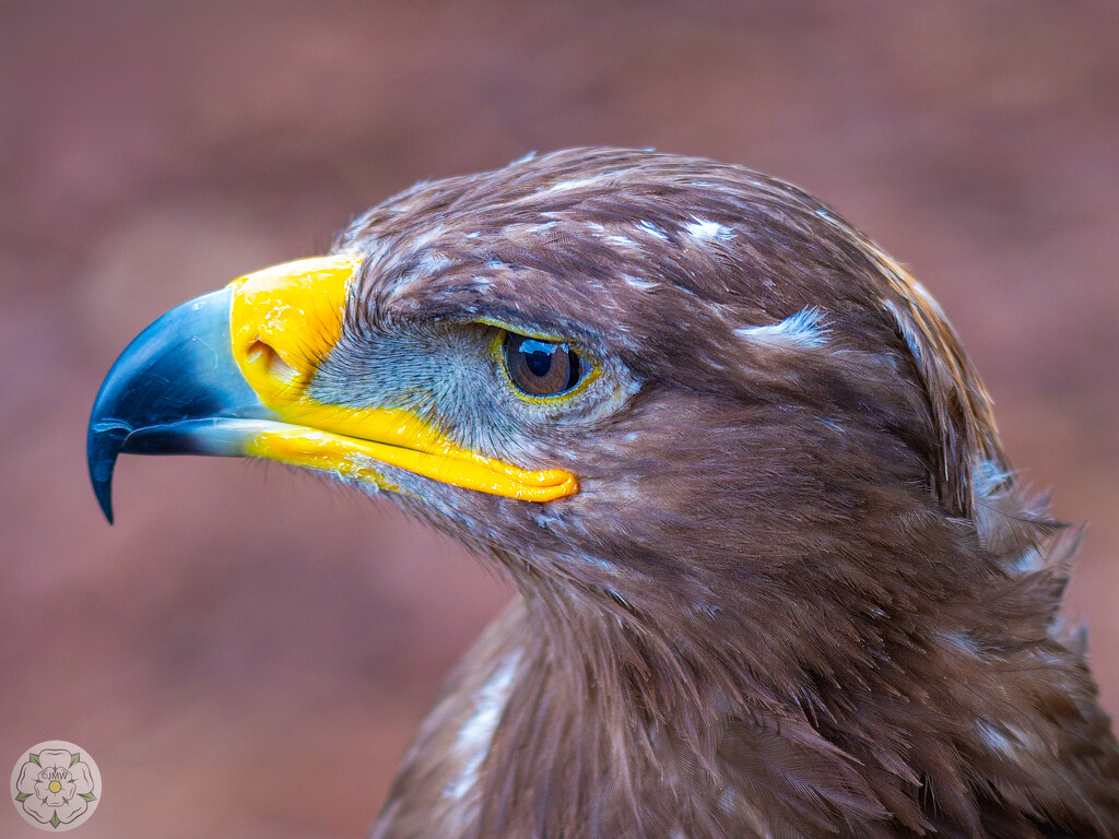 Steppe Eagle by lumpiniman
