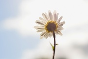 3rd Jun 2024 - backlit daisy