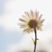 backlit daisy by christophercox