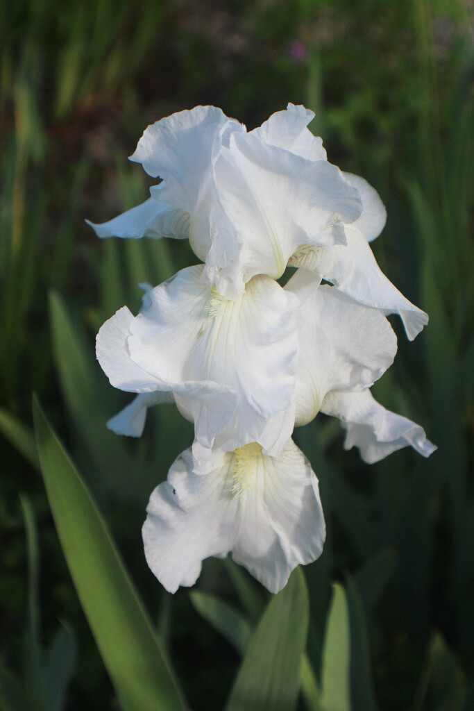 Stacked White Iris by paintdipper