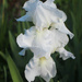 Stacked White Iris by paintdipper