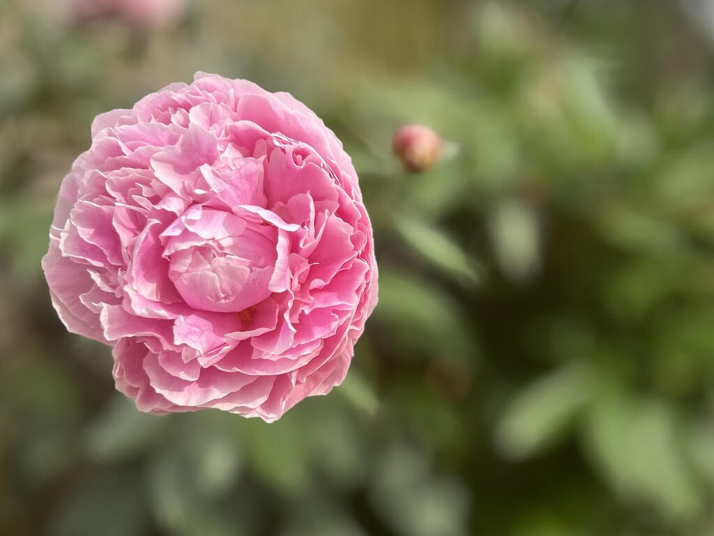 Pink Peony by phil_sandford