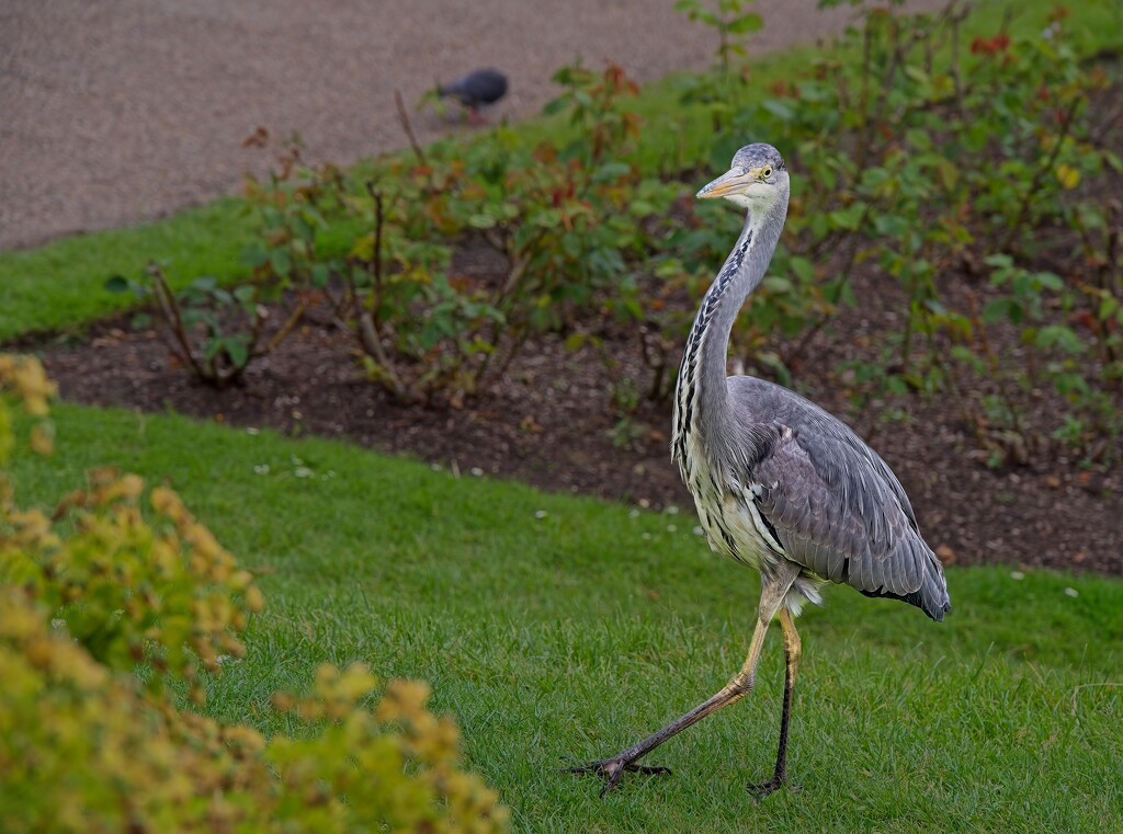 Heron in the Park by billyboy