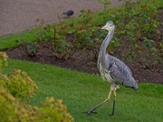 3rd Jun 2024 - Heron in the Park