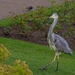 Heron in the Park