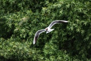 3rd Jun 2024 - Black headed Gull