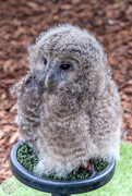 2nd Jun 2024 - Young Tawny Owl