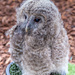 Young Tawny Owl by lumpiniman