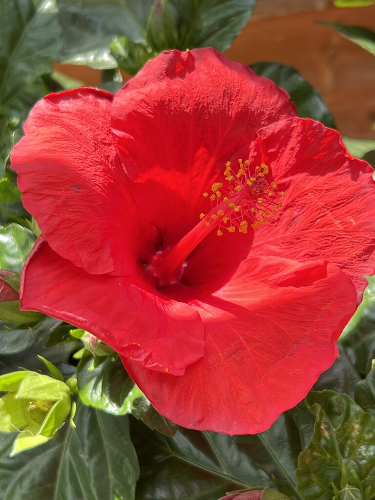 Hibiscus  by radiogirl