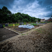 3rd Jun 2024 - The monthly allotment picture 