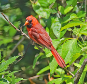 3rd Jun 2024 - June 3 Cardinal Giving Eyeball IMG_9990AAA