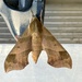Darapsa Myron moth