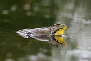 3rd Jun 2024 - At the pond