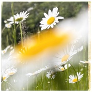 3rd Jun 2024 - Ox-eye daisy