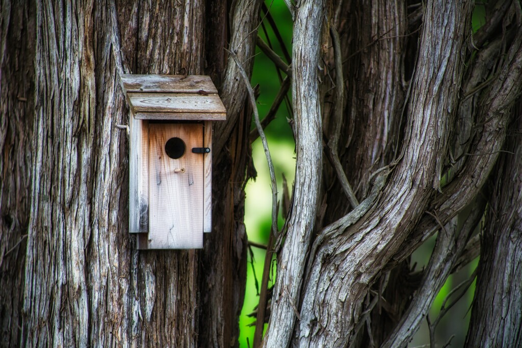 Birdhouse by bernicrumb