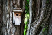 3rd Jun 2024 - Birdhouse