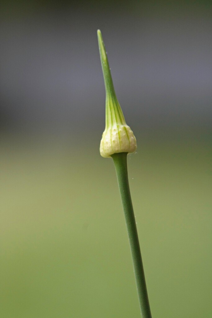 Budding wild garlic... by marlboromaam