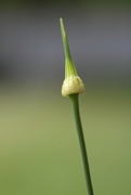 22nd May 2024 - Budding wild garlic...