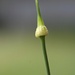 Budding wild garlic... by marlboromaam