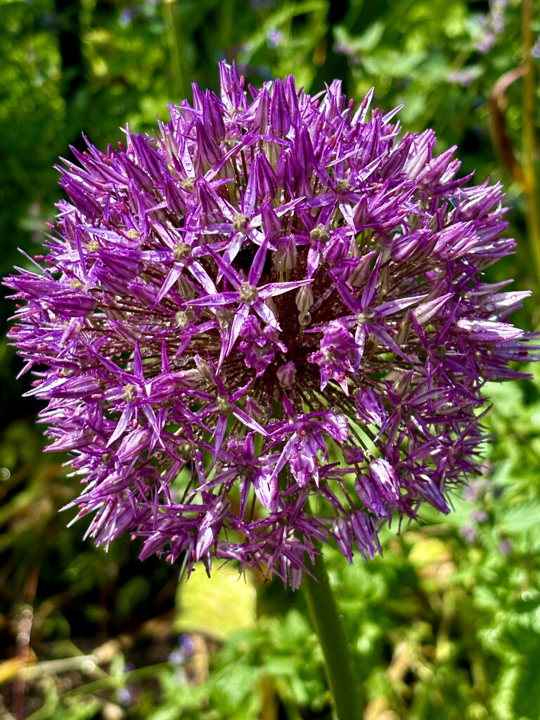 Alium time by lizgooster