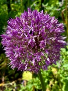 3rd Jun 2024 - Alium time