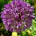 Alium time