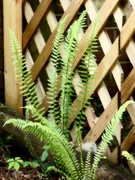 25th May 2024 - The same fern...