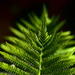 Frond Fascination by jayberg
