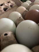 3rd Jun 2024 - Egg Day