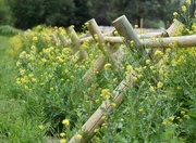 3rd Jun 2024 - Old-Fashioned Fence