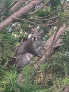 3rd Jun 2024 - Looking at Me from the Yew