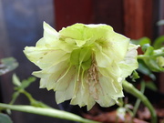 13th Mar 2024 - Hellebore aging gracefully