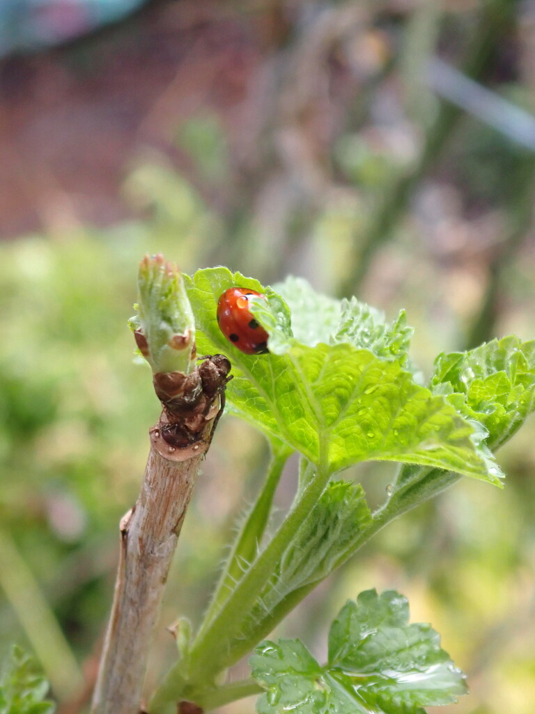 Ladybird on a damp fruit shoot by speedwell
