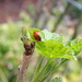 Ladybird on a damp fruit shoot